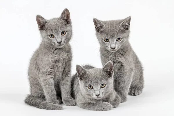 Rate Cat Russian Blue Felis Silvestris Catus Semaines Chatons Groupe — Photo