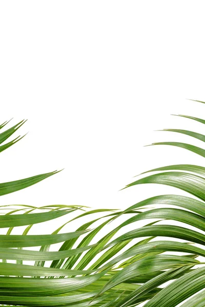 Пальмовими Гілками Зеленими Листям Простір Тексту Над Білим Тлом Концепція — стокове фото