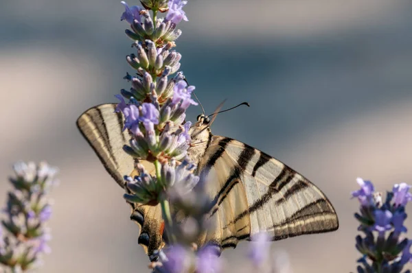 Magnifique Papillon Papilio Machaon Sur Lavande Angustifolia Lavandula Soleil Dans — Photo