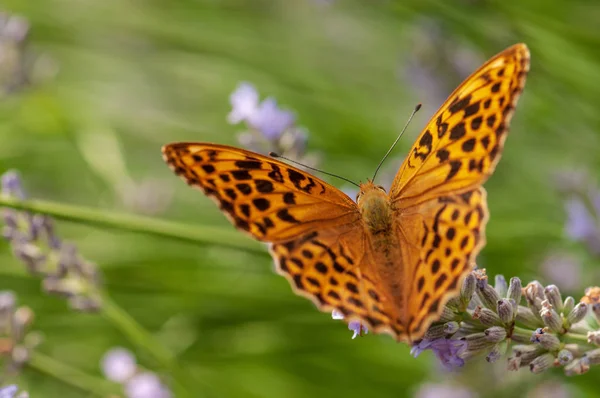 Schöner Argynnis Paphia Schmetterling Sonnenlicht Kräutergarten — Stockfoto