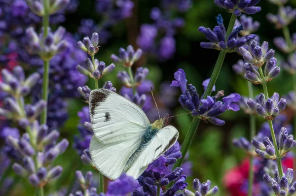 Borboleta Bonita Leptidea Sinapis Lavanda Angustifolia Lavandula Luz Solar Jardim — Fotografia de Stock