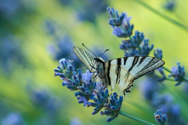 Красива Метелик Лаванді Ангустіфолії Лавандула Сонячному Світлі Саду Трави — стокове фото