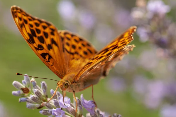 Красива Аргініс Папіа Метелик Сонячному Світлі Трав Яному Саду — стокове фото