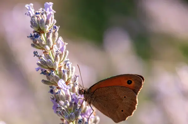Magnifique Papillon Maniola Jurtina Sur Lavande Angustifolia Lavandula Soleil Dans — Photo