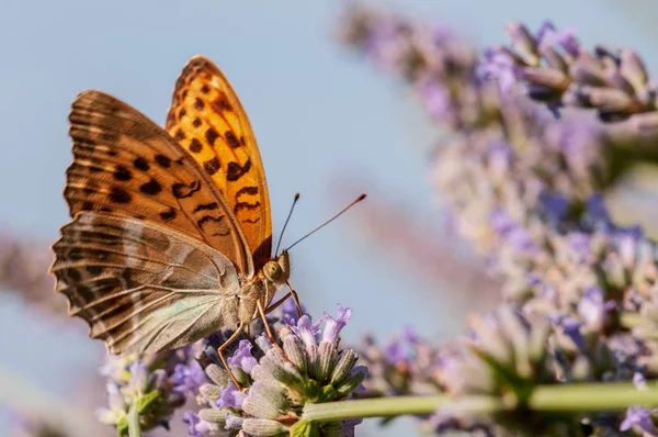 Hermosa Mariposa Argynnis Paphia Lavanda Angustifolia Lavandula Luz Del Sol —  Fotos de Stock