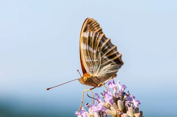 Beautiful Argynnis Paphia Butterfly Lavender Angustifolia Lavandula Sunlight Herb Garden — Stock Photo, Image