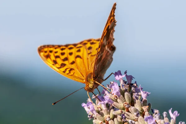 Schöner Argynnis Paphia Schmetterling Auf Lavendel Angustifolia Lavandula Sonnenlicht Kräutergarten — Stockfoto