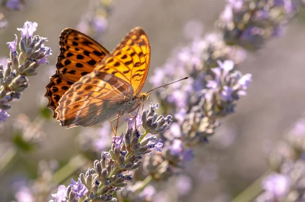 Schöner Argynnis Paphia Schmetterling Auf Lavendel Angustifolia Lavandula Sonnenlicht Kräutergarten — Stockfoto