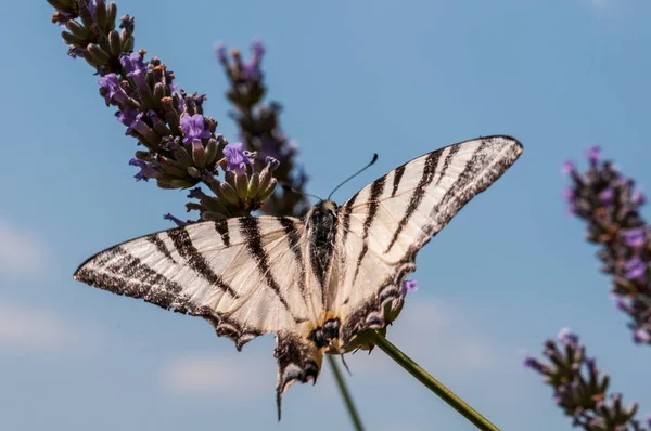 Gyönyörű Pillangó Levendula Angustifolia Lavandula Napfényben Gyógynövénykertben — Stock Fotó