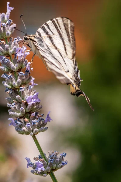 Gyönyörű Pillangó Levendula Angustifolia Lavandula Napfényben Gyógynövénykertben — Stock Fotó