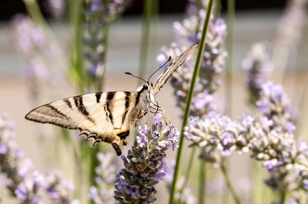 Beau Papillon Sur Lavande Angustifolia Lavandula Soleil Dans Jardin Herbes — Photo