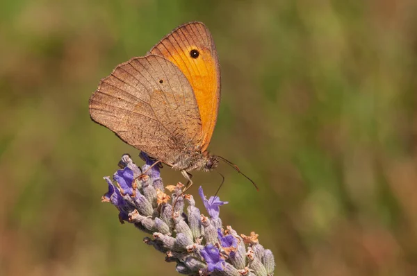 Beautiful Maniola Jurtina Butterfly Lavender Angustifolia Lavandula Sunlight Herb Garden — Stock Photo, Image