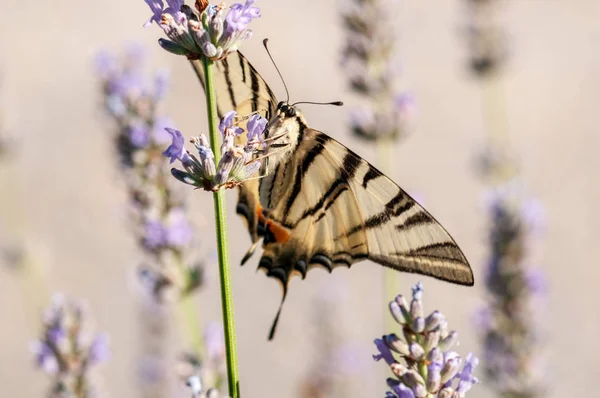 Magnifique Papillon Papilio Machaon Sur Lavande Angustifolia Lavandula Soleil Dans — Photo