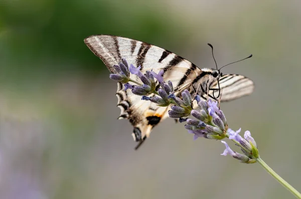 Vacker Fjäril Lavendel Angustifolia Lavandula Solljus Örtagård — Stockfoto