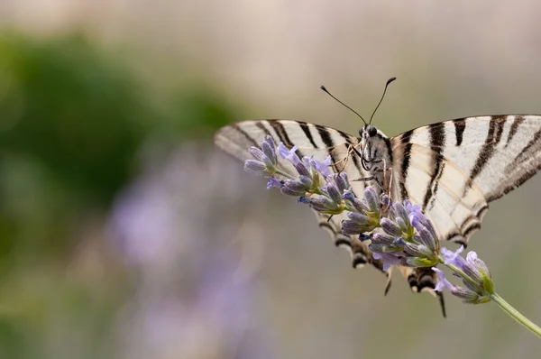 Beau Papillon Sur Lavande Angustifolia Lavandula Soleil Dans Jardin Herbes — Photo