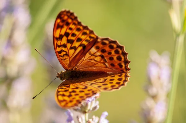 Prachtige Argynnis Paphia Vlinder Zonlicht Kruidentuin — Stockfoto