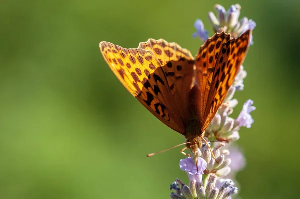 Schöner Argynnis Paphia Schmetterling Sonnenlicht Kräutergarten — Stockfoto