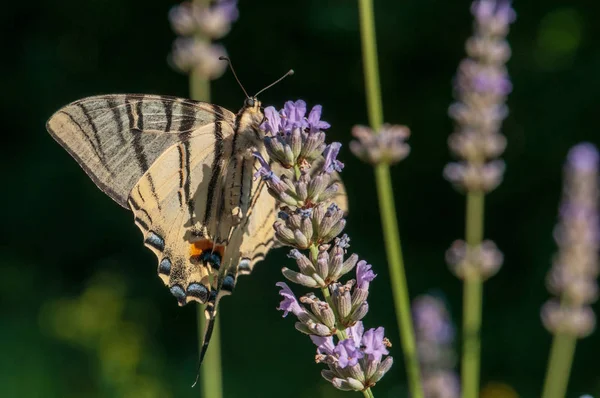 Schöner Papilio Machaon Schmetterling Auf Lavendel Angustifolia Lavandula Sonnenlicht Kräutergarten — Stockfoto
