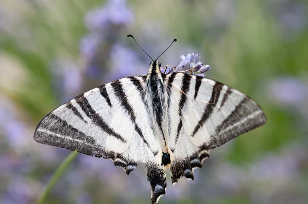 Güzel Kelebek Lavantalı Angustifolia Lavandula Bitki Bahçesinde Güneş Işığı — Stok fotoğraf