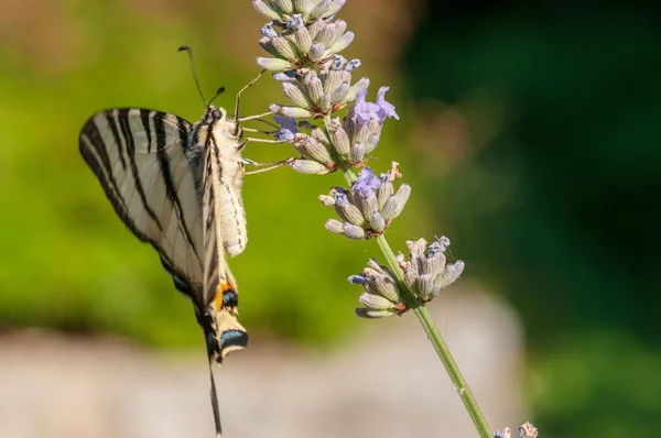 Gyönyörű Papilio Makaróni Pillangó Levendula Angustifolia Lavandula Napfényben Gyógynövénykertben — Stock Fotó