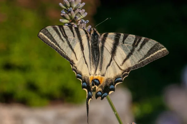 Όμορφη Πεταλούδα Papilio Machaon Στη Λεβάντα Angustifolia Lavandula Στο Φως — Φωτογραφία Αρχείου