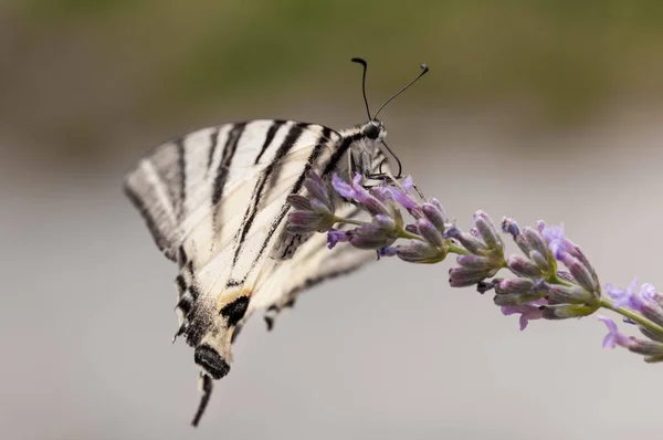 Beautiful Butterfly Lavender Angustifolia Lavandula Sunlight Herb Garden — Stock Photo, Image