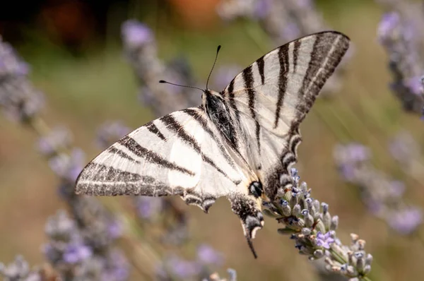 Prachtige Vlinder Lavendel Angustifolia Lavandula Zonlicht Kruidentuin — Stockfoto