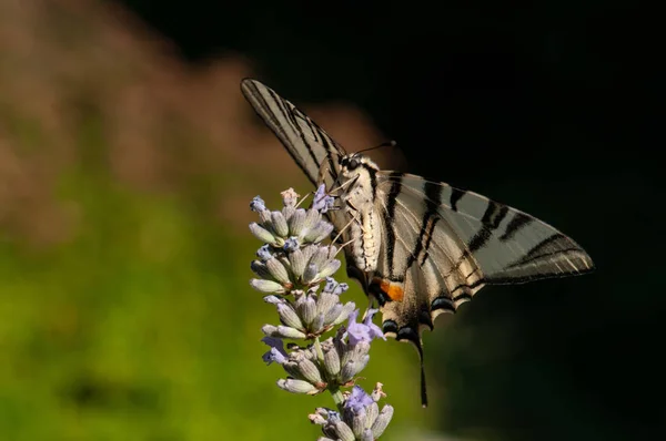Güzel Papilio Machaon Kelebeği Lavantalı Angustifolia Lavandula Bitki Bahçesinde Güneş — Stok fotoğraf