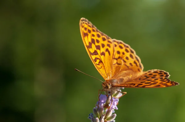 ハーブガーデンで日光の中で美しいアルゼンチンのパフィア蝶 — ストック写真