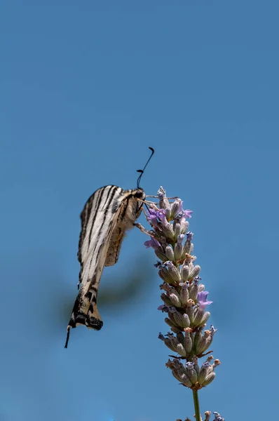 Schöner Schmetterling Auf Lavendel Angustifolia Lavandula Sonnenlicht Kräutergarten — Stockfoto