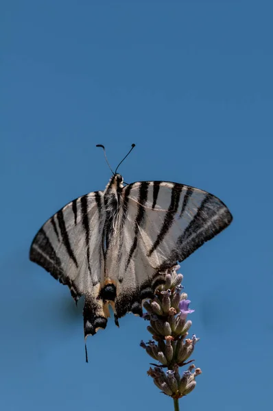 Beau Papillon Sur Lavande Angustifolia Lavandula Soleil Dans Jardin Herbes — Photo