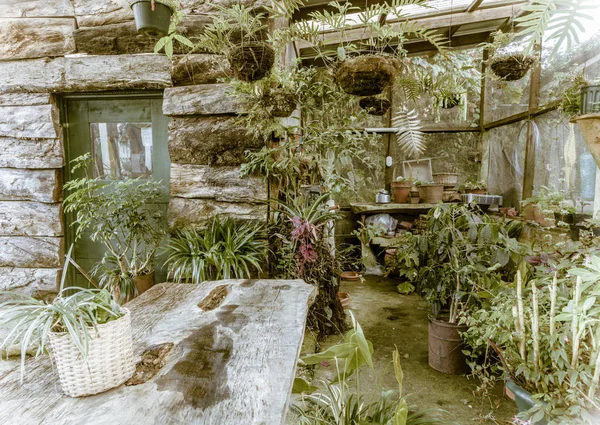 Interno Una Vecchia Casa Verde Rustica Con Piante Vaso — Foto Stock