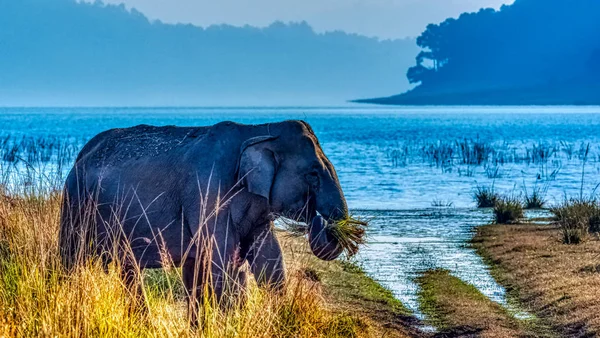 Indyjski Słoń Elephas Maximus Indicus Zbiornikiem Ramganga Tle Jim Corbett — Zdjęcie stockowe