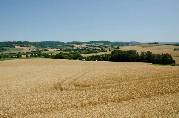 Campo Trigo Cereais Agrícolas — Fotografia de Stock