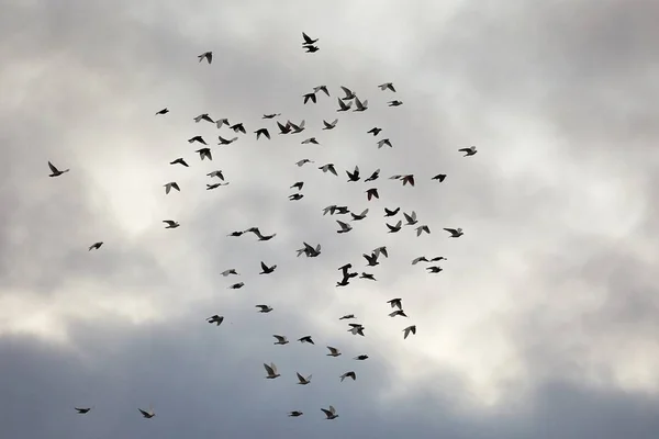 Vogels Vliegen Tegen Blauwe Lucht — Stockfoto