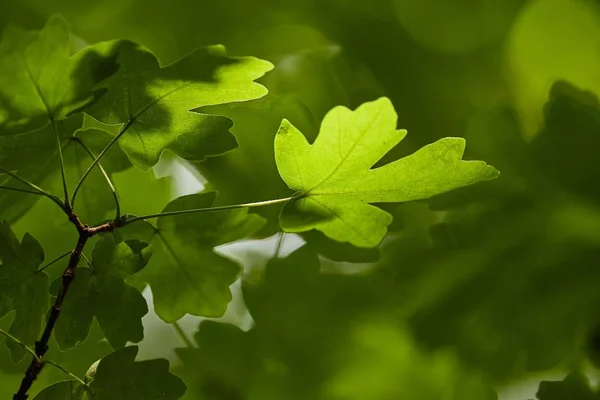 Las Hojas Verdes Del Árbol Primavera — Foto de Stock
