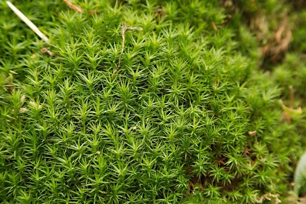 Moss Growing Forming Soft Cover — Stock Photo, Image
