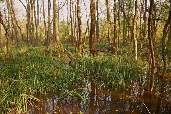 Mocsaras Bog Tájkép Finnország — Stock Fotó