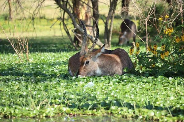 Waterbucks Lac Naivasha Kenya — Photo
