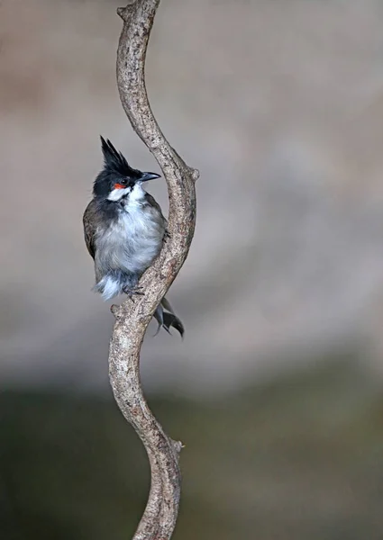 Teleshot Red Ear Bale Pycnonotus Jocosus — Stock Photo, Image