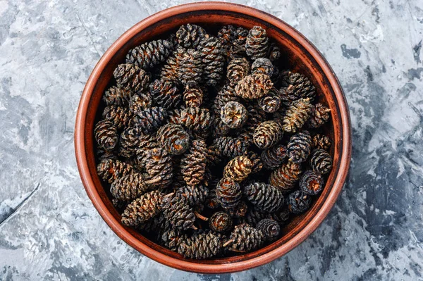 Curación Conos Alder Natural Hierbas Medicine Alder Plántulas — Foto de Stock