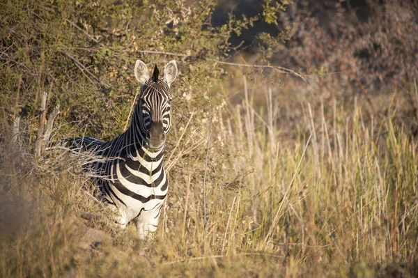 Gestreepte Zebra Kijkt Camera Vanuit Een Struik Kruger National Park — Stockfoto