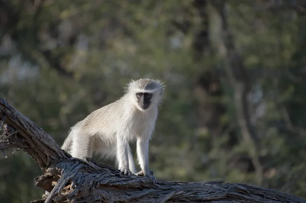 Vervet Monkey Standing Branch Kruger National Park África Sul — Fotografia de Stock