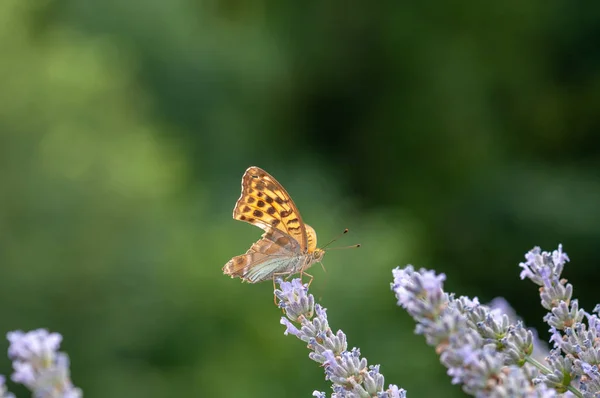 Beau Papillon Argynnis Paphia Sur Lavande Angustifolia Lavandula Lumière Soleil — Photo