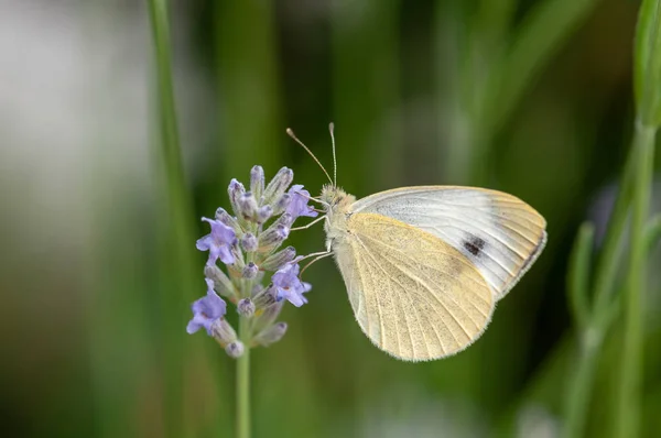 Belle Leptidea Sinapis Papillon Sur Lavande Angustifolia Lavandula Lumière Soleil — Photo