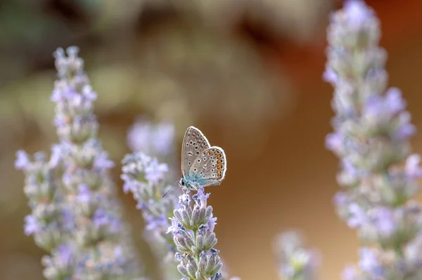 Belle Polyommatus Icarus Papillon Sur Lavande Angustifolia Lavandula Lumière Soleil — Photo