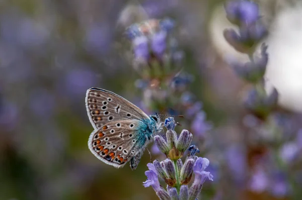 Belle Polyommatus Icarus Papillon Sur Lavande Angustifolia Lavandula Lumière Soleil — Photo