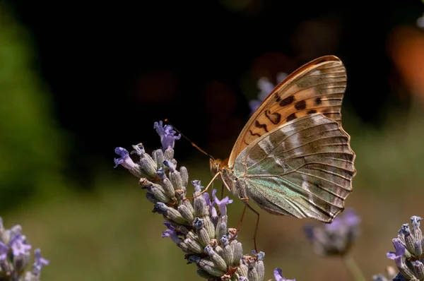 Hermosa Mariposa Argynnis Paphia Lavanda Angustifolia Lavandula Luz Del Sol —  Fotos de Stock