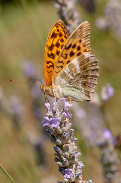 Hermosa Mariposa Argynnis Paphia Lavanda Angustifolia Lavandula Luz Del Sol —  Fotos de Stock