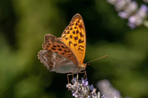 Bella Farfalla Paphia Argynnis Sulla Lavanda Angustifolia Lavandula Alla Luce — Foto Stock